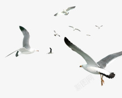海鸥装饰白色简约海鸥飞鸟装饰图案高清图片