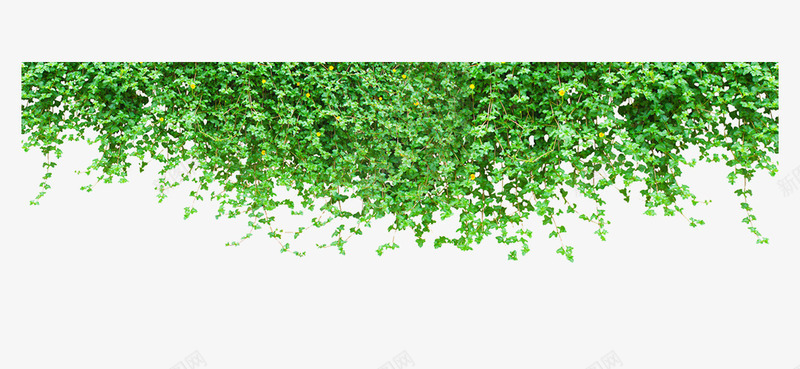 绿色爬山虎墙壁植物png免抠素材_新图网 https://ixintu.com png图片 免抠素材 墙壁 爬山虎 绿色植物