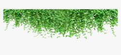 绿色爬山虎墙壁植物素材