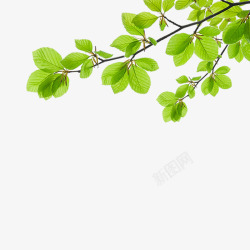 绿色枫叶树枝绿色食物高清图片