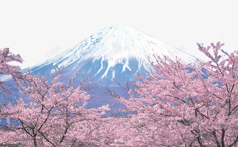富士山和樱花png免抠素材_新图网 https://ixintu.com 旅行景区 日本富士山 日本旅游 樱花 美丽的富士山 著名景点