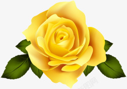 一朵黄色的玫瑰好看素材