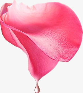 玫瑰花瓣png免抠素材_新图网 https://ixintu.com 手绘 水珠 玫瑰花 简图 粉红色的花瓣 纹理