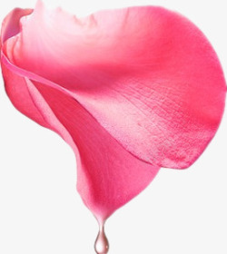 手绘水珠图片玫瑰花瓣高清图片