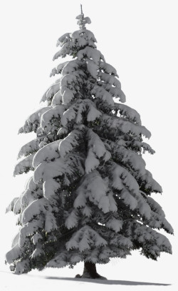 雪天背景松树实拍高清图片