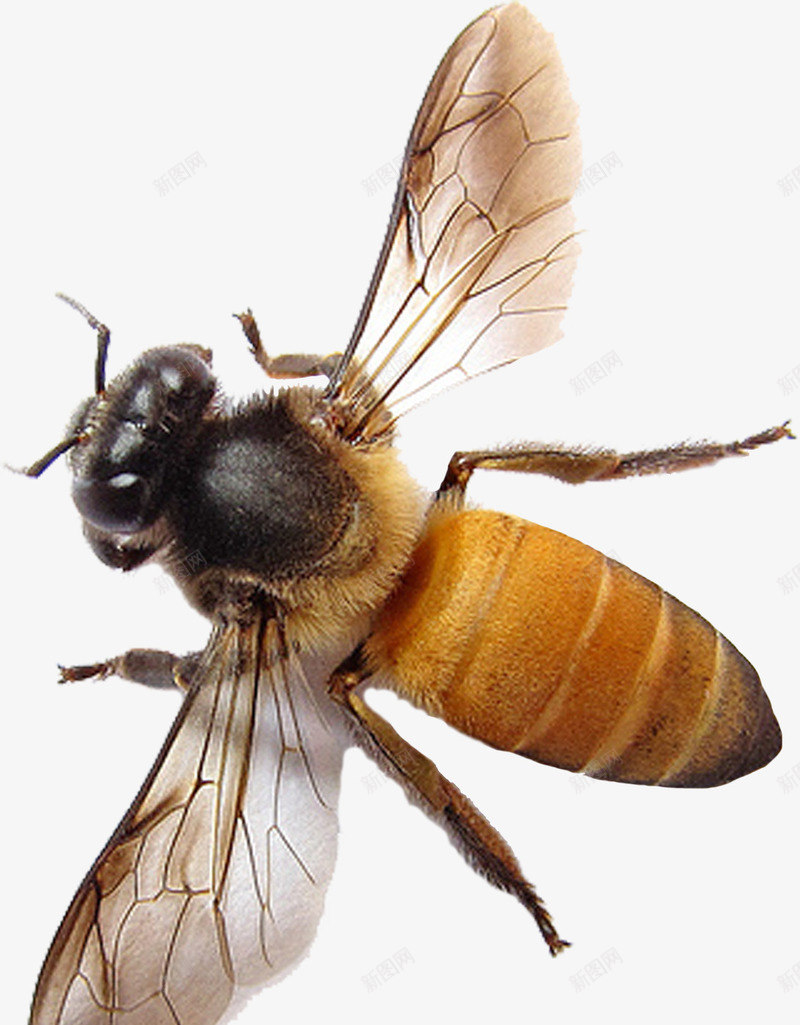 蜜蜂png免抠素材_新图网 https://ixintu.com 动物 蜂类 蜂蜜 蜜蜂 采蜜 飞舞