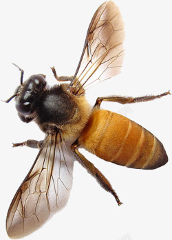 飞舞的蜜蜂蜜蜂高清图片