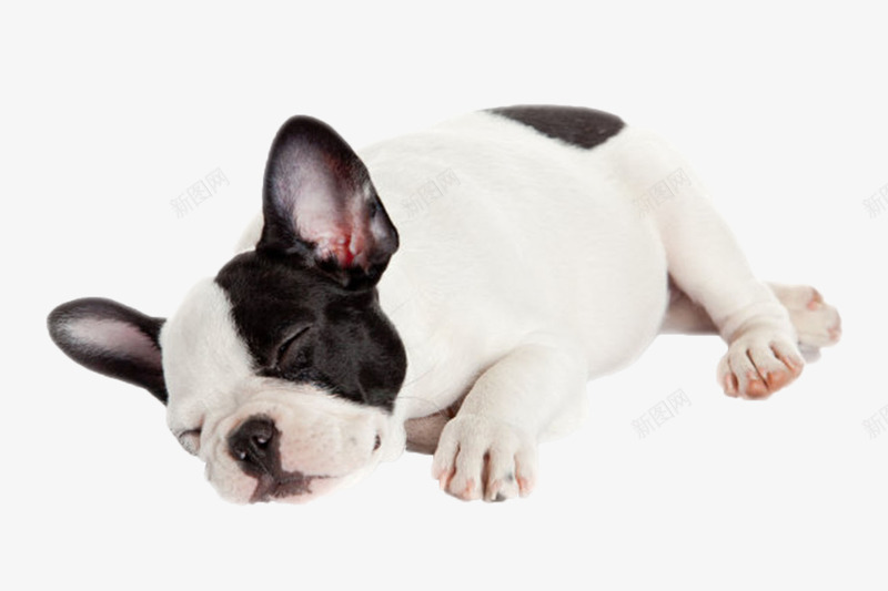 黑白可爱躺着的法国斗牛犬动物png免抠素材_新图网 https://ixintu.com 人类朋友 免扣 免费下载 动物 宠物 生物 睡觉 躺着 躺着的狗