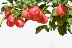 树上的图标手绘3d水果3D树上的苹果图标高清图片