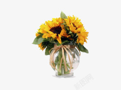 花瓶向日葵一束黄色花朵高清图片