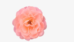 粉色花朵蔷薇科素材