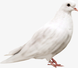 鸟类动物白色和平鸽素材