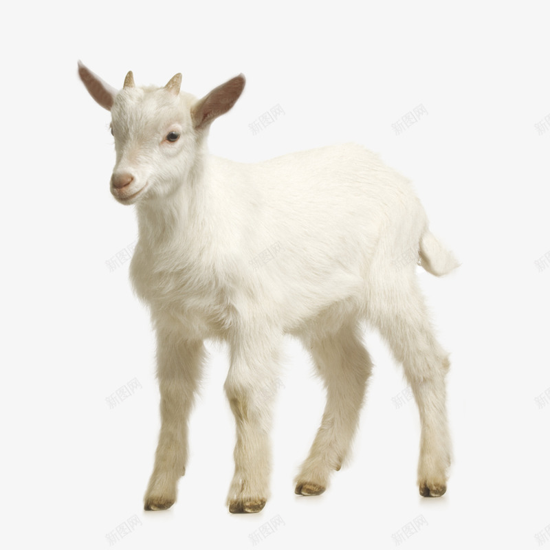 白色可爱小羊动物png免抠素材_新图网 https://ixintu.com 动物 可爱 白色 小羊 食草动物 家畜 哺乳动物