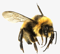 飞行的蜜蜂素材