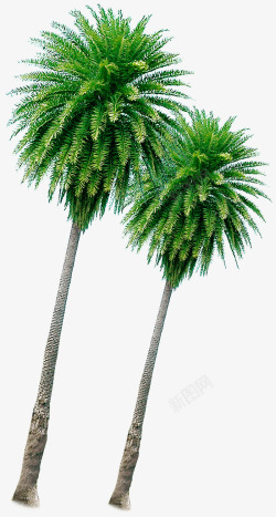 摄影沙滩椰汁树海边素材