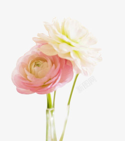 周一插图淡雅粉色花朵图标高清图片