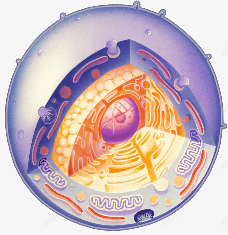 生物细胞立体剖析图png免抠素材_新图网 https://ixintu.com 分子细胞 平面 生物教学图示 生物科学 生物细胞 科学示意图 自然科学