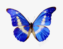 动态装饰蓝色对称蝴蝶翅膀高清图片