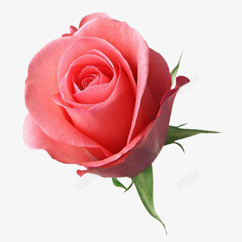 一枝粉色玫瑰png免抠素材_新图网 https://ixintu.com 一朵花 一枝玫瑰花 粉色玫瑰 花 花朵