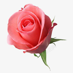 大朵花一枝粉色玫瑰高清图片