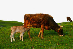 新疆伊犁河谷吃草的牛高清图片
