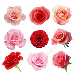 美丽的心形图九剁玫瑰高清图片