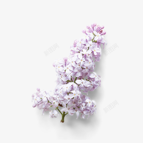 紫色花簇png免抠素材_新图网 https://ixintu.com 一株 卡通 手绘 白色 简图 紫色 花簇 装饰