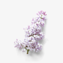 紫色花簇素材