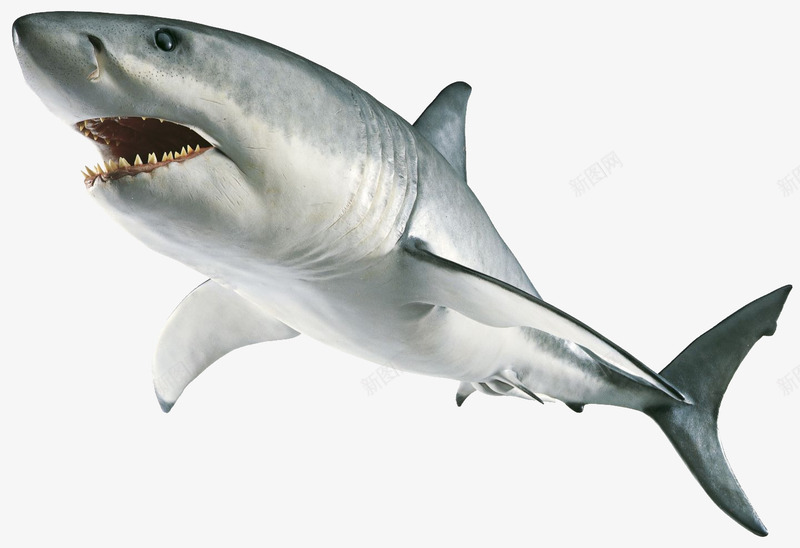 凶猛的巨齿鲨鱼png免抠素材_新图网 https://ixintu.com 凶猛风格 巨齿 杀气 海洋生物 灰色 猛兽 白色 跳跃的鲨鱼 鲨鱼