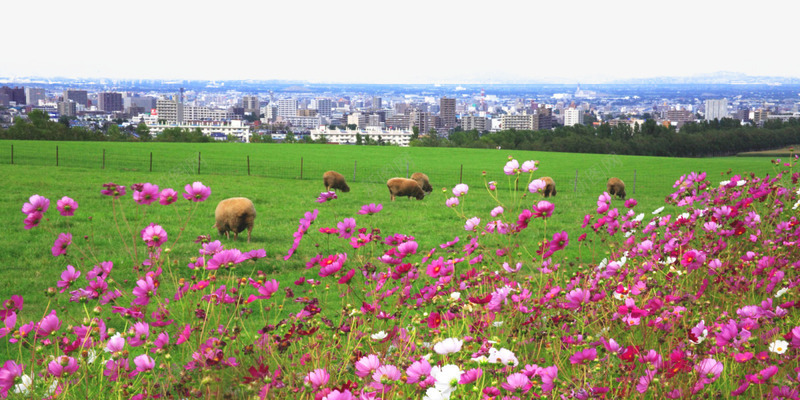 札幌羊丘展望台大图png免抠素材_新图网 https://ixintu.com 世界各地 世界风景 名胜古迹 外国风景 摄影图片 旅游摄影 旅游风光 札幌羊丘展望台 羊 高清 高清图片 鲜花