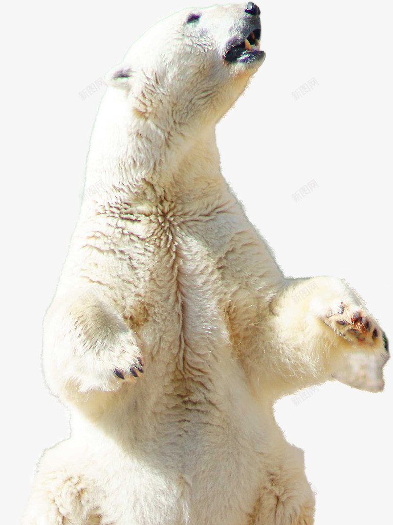 仰头看天的北极熊png免抠素材_新图网 https://ixintu.com 动物 北极熊 坐着的北极熊 熊 白色 野生动物