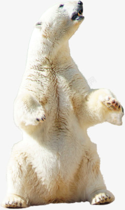 坐着的熊仰头看天的北极熊高清图片