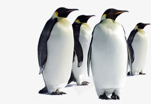 摄影成群结伴的企鹅png免抠素材_新图网 https://ixintu.com 企鹅 成群 摄影 结伴
