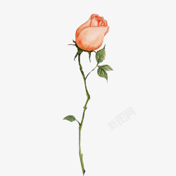 玫瑰叶一只粉红色的玫瑰花高清图片