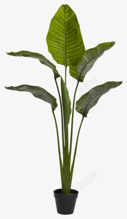 一盆绿色的绿色植物高清图片