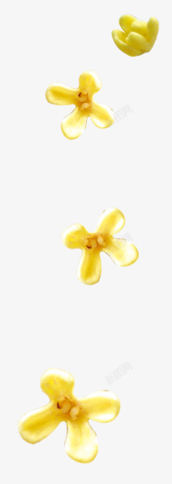 黄色散落桂花花瓣高清图片