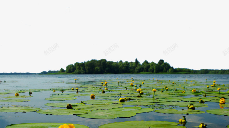 阳光下的西湖水面png免抠素材_新图网 https://ixintu.com 杭州 杭州风景 荷叶 西湖 风景