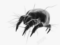 捉昆虫细菌螨虫高清图片