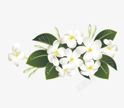 白色宣传海报美丽茉莉花朵高清图片