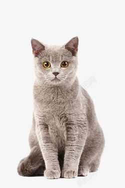 灰色小猫头猫咪高清图片