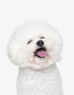 拉布拉多宠物犬开怀大笑的比熊犬高清图片