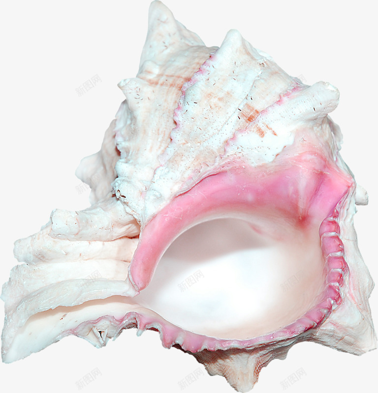 贝壳贝类png免抠素材_新图网 https://ixintu.com 装饰图案 装饰物 贝壳 贝类