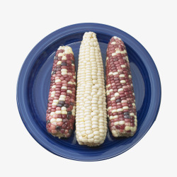 白玉米棒蓝色盘子里的杂交玉米棒高清图片