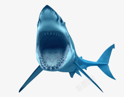 钃濊帗凶恶大鲨鱼高清图片