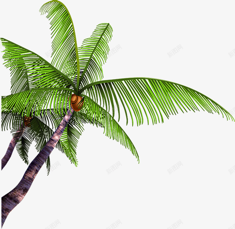 绿色植物卡通沙滩椰子树png免抠素材_新图网 https://ixintu.com 卡通 椰子树 沙滩 绿色植物
