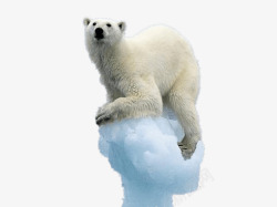 冰上冰上的北极熊高清图片