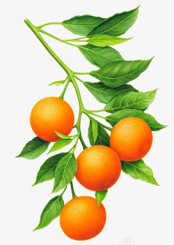 橙子果园一串橙子橙叶图案高清图片
