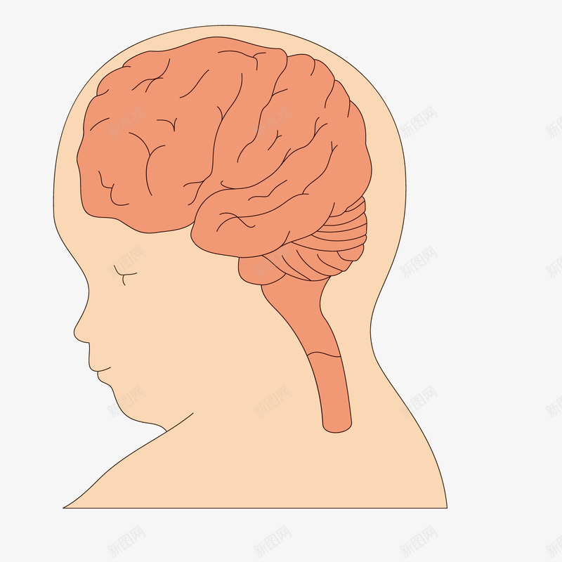 最强大脑小孩脑发育png免抠素材_新图网 https://ixintu.com 人脑图 大脑 小孩 最强 最强大脑 脑发育 透视的大脑