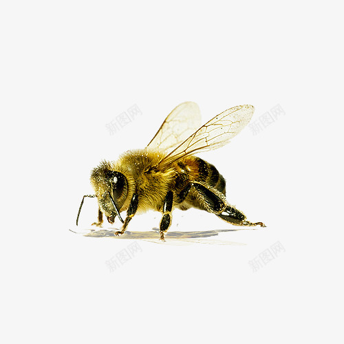 小蜜蜂透明背景png免抠素材_新图网 https://ixintu.com 昆虫 翅膀 蜂类 蜜蜂 采蜜 黄色