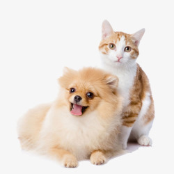 小狗宠物猫和宠物狗高清图片